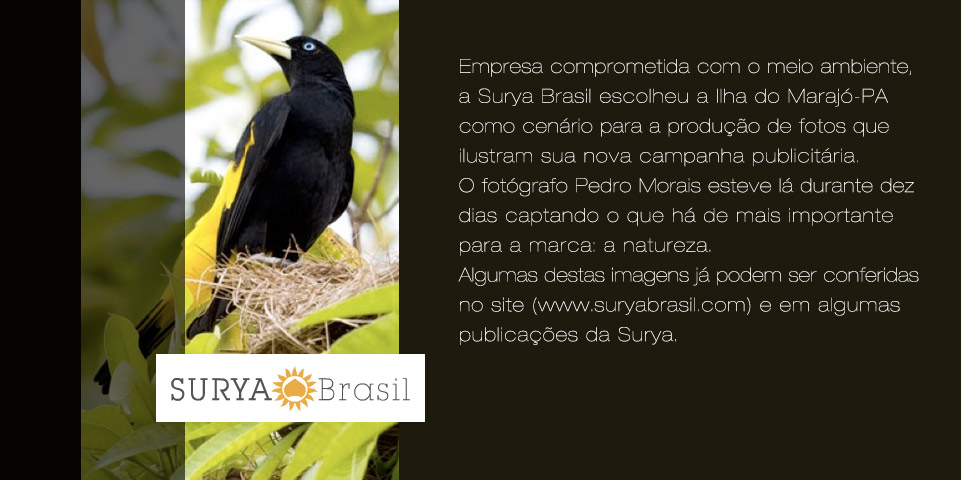 Not�cias - Pedro Morais